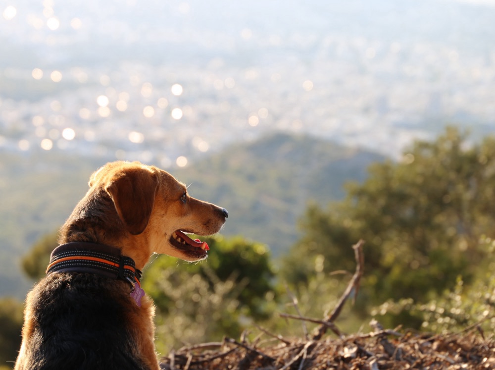 Dog Hike Tour